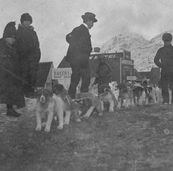 Puppy Dog Teams future Freighters, 1898