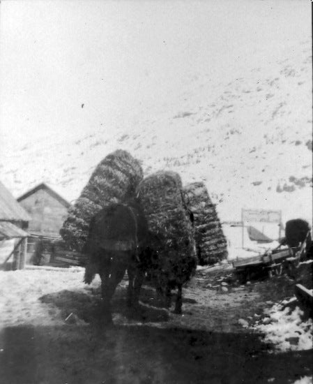 First hay on trail, Log Cabin, c1899