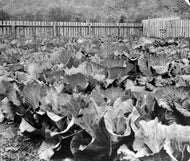 Dawson Cabbages 1903