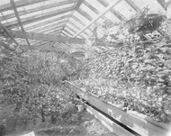 Greenhouse, 1905
