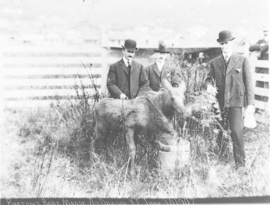 Barton's Baby Moose At Dawson YT,  June 30, 1907.