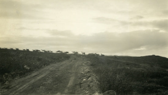Caribou, c1933