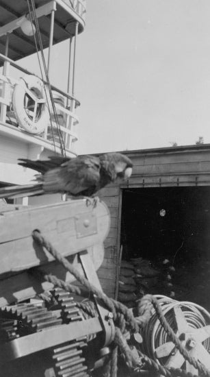 Parrot on a Boat, c1933