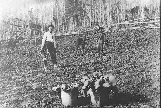 J.A. Acklen's Garden, Dawson City, September 24,1898.