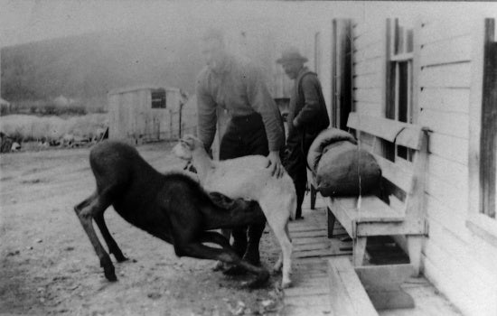 Moose calf sucking goat for milk. Andrew Tattie's Roadhouse, Granville, Y.T. 1935