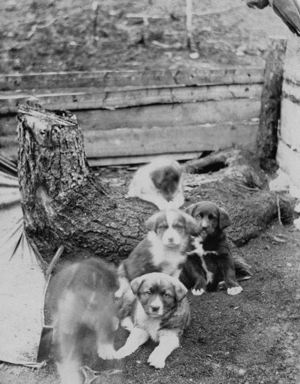 Malamute Puppies, c1898.