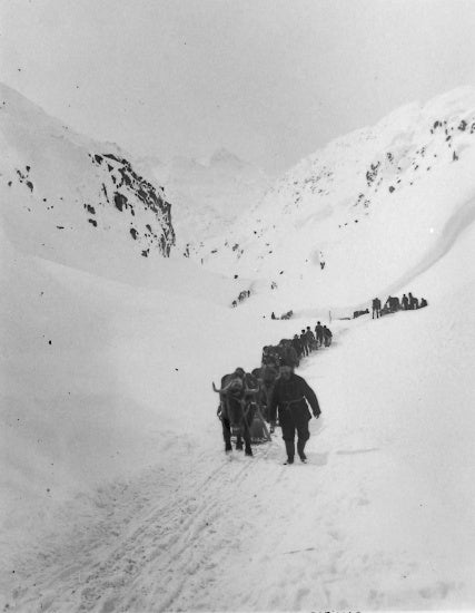 Pack Train Approaching White Pass Summit, April 1898