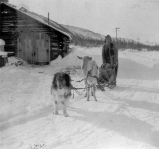 Dog and goat pulling sled on Hunker Creek, c1944