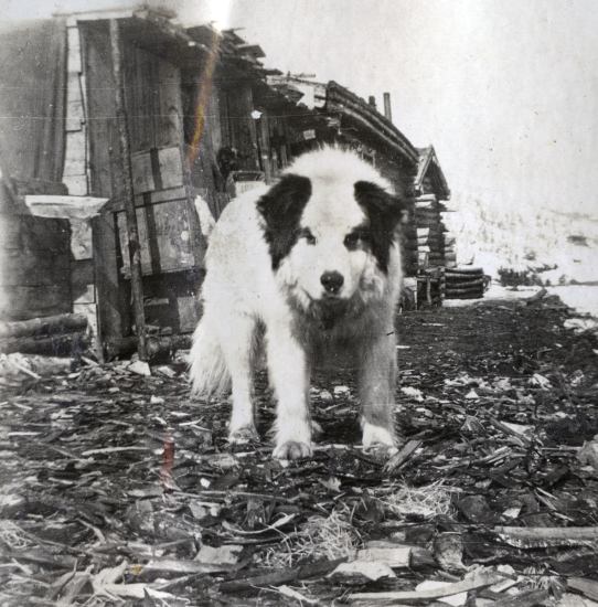 Dog, 1908.