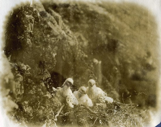 Three Young Birds, 1908.