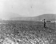 Nicholas Fax Cultivating Garden, 1909