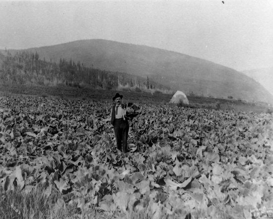 Nicholas Fax in Field of Cabbages, 1909