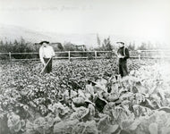 A Klondike Garden, 1901.