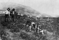 Working the Field, 1917