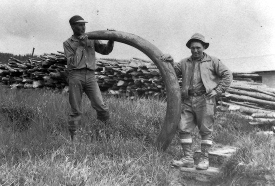 Maurice Gibson and Logan with Mastodon tusk, c1938.
