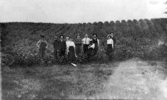 Potato Field in Dawson, M. Lennan Farm, 1914.