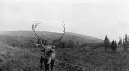 Bull Caribou, c1914.