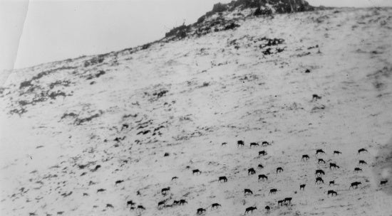Caribou Grazing, c1914.