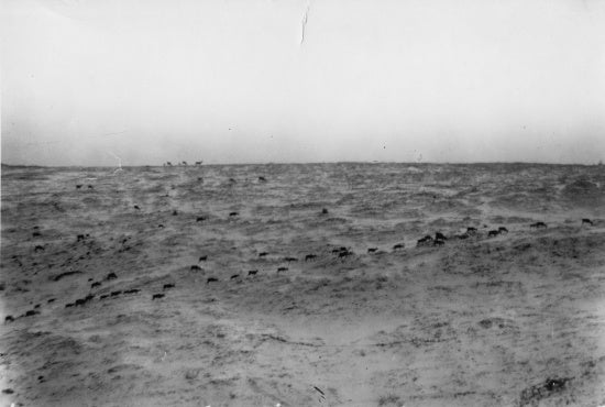 Herd of Caribou, c1914.