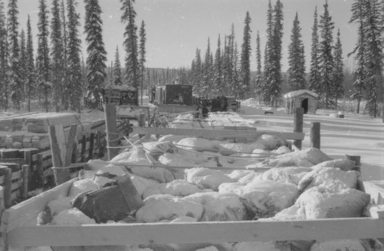 Cat Train along the Peel River, c1950.