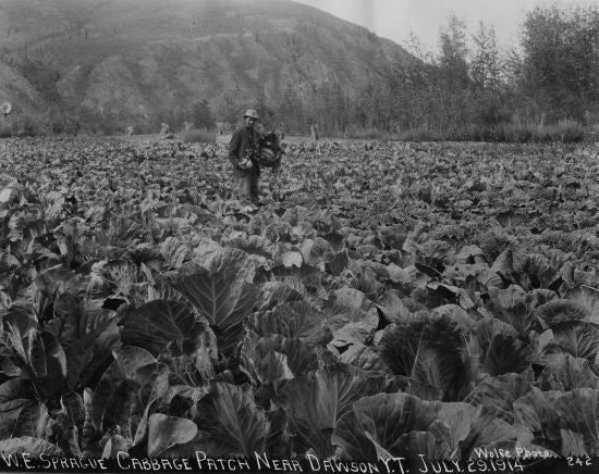 W.E. Sprague Cabbage Patch Near Dawson Y.T., July 29, 1914.