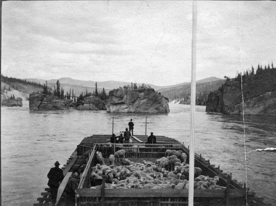 Entering Five Finger Rapids with a load of Sheep, c1913.