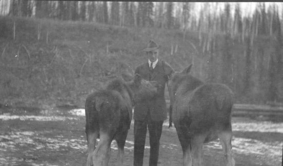 Petting Two Young Moose, c1913.