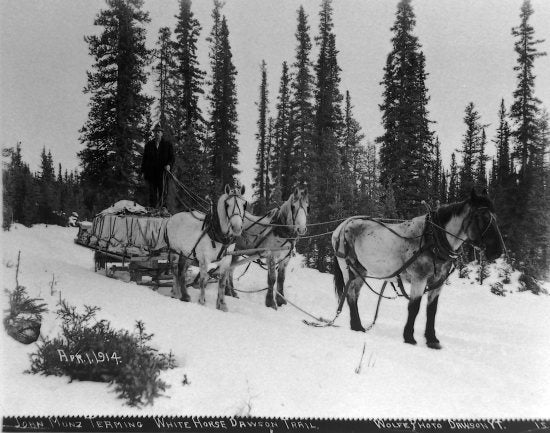 John Munz Teaming Whitehorse-Dawson Trail, April 1, 1914.