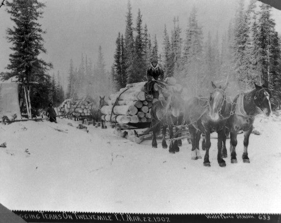 Logging Teams on Twelve Mile Y.T., March 22, 1907.