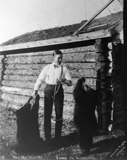 Have One With Me Bears in Klondike, c1915.