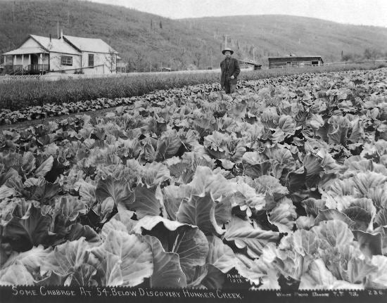 Some Cabbage at 54 Below Discovery Hunker Creek, August 13, 1913.