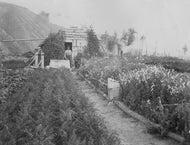 A Klondike Home, c1915.