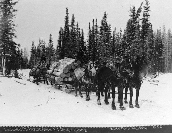 Logging on the Twelve Mile Y.T. March 22, 1907.