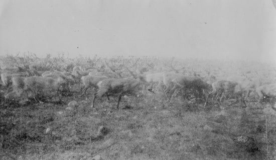 Herd of Caribou, c1910.