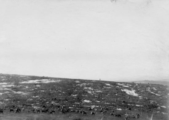 Herd of Deer or Elk, c1910.
