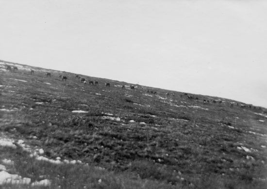 Herd of Deer or Elk, c1910.