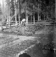 Working in the Garden, c1900.