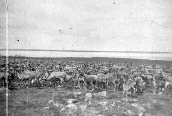 Herd of Caribou, c1900.