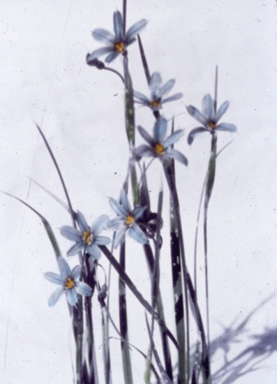 Yukon Wild Flowers, n.d.