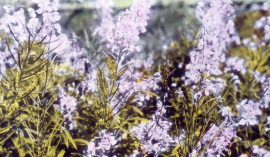 Yukon Wild Flowers, n.d.