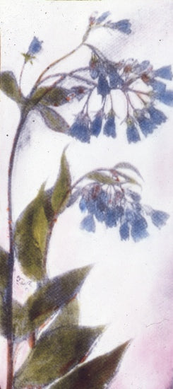 Yukon Wildflowers, n.d.