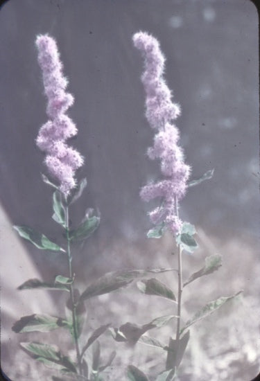 Yukon Wildflowers, n.d.