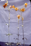 Yukon Wildflowers, n.d.