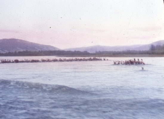 Herd of Caribou, n.d.