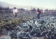 Nicholas and Fred Fax Tending Garden, 1901.