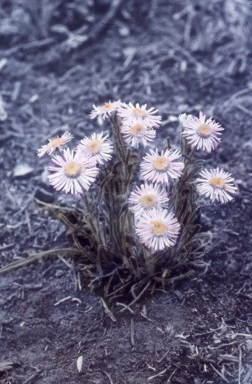 Yukon Wild Flowers, n.d.