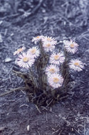 Yukon Wild Flowers, n.d.