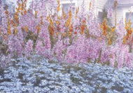 Scenic Garden, n.d.