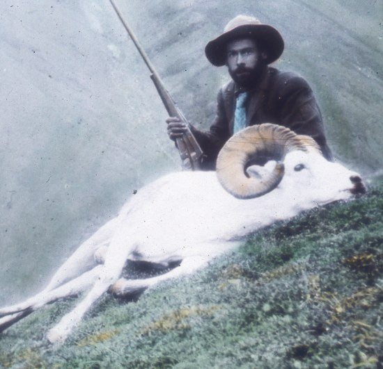 Man with Dall Sheep, c1900.