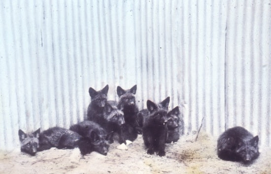 Young Foxes, n.d.
